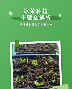 养花的英文，正确表达与实用场景，轻松掌握园艺词汇