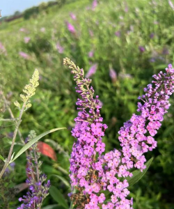 养花的英文，正确表达与实用场景，轻松掌握园艺词汇