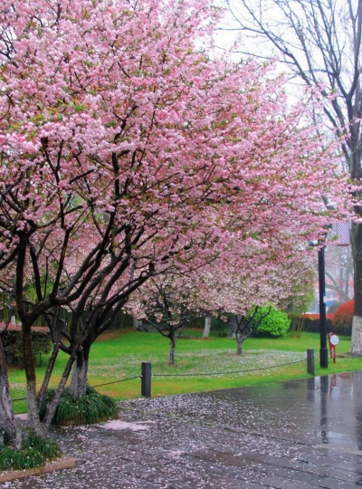 养花的英文，正确表达与实用场景，轻松掌握园艺词汇