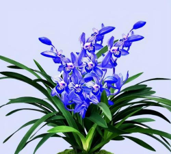 维生素c养花怎么用，给花草加点料，叶子油亮开花多