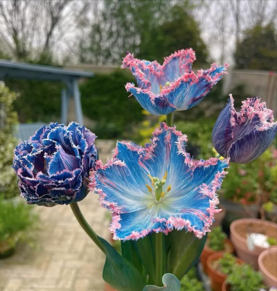 维生素c养花怎么用，给花草加点料，叶子油亮开花多