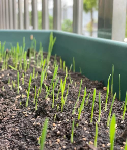 牛粪养花的正确方法，避免烧根，提升肥效