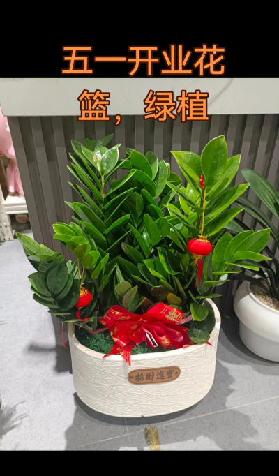 牛粪养花的正确方法，避免烧根，提升肥效