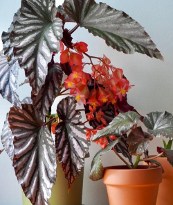 维c养花，效果究竟如何，看看真实体验