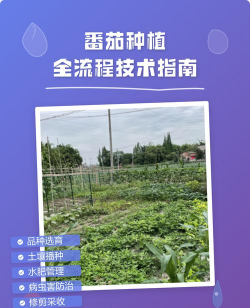 维c养花，效果究竟如何，看看真实体验