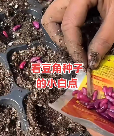 维c养花，效果究竟如何，看看真实体验