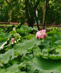 维c养花，效果究竟如何，看看真实体验