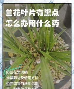 维c养花，效果究竟如何，看看真实体验