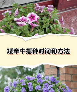 牛粪养花的正确方法，避免烧根，提升肥效