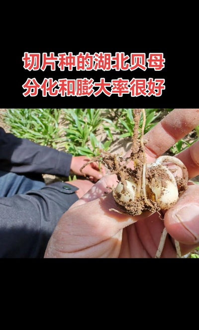 牛粪养花的正确方法，避免烧根，提升肥效