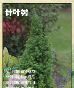 牛粪养花的正确方法，避免烧根，提升肥效