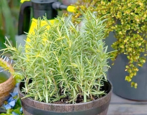 维c养花，效果究竟如何，看看真实体验