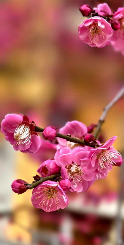 维c养花，效果究竟如何，看看真实体验