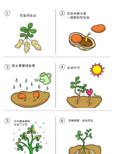 养花知识大全，新手入门指南，轻松养好花草