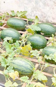 养花记录，分享日常养护，留下成长印记