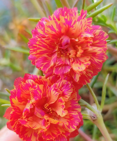 养花浇水，掌握正确方法，让植物健康生长