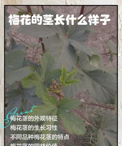 怎么养花，新手入门，轻松上手