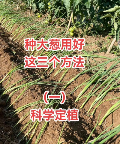 怎么养花，新手入门，轻松上手