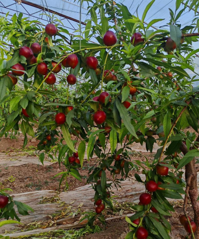 怎么养花，新手入门，轻松上手