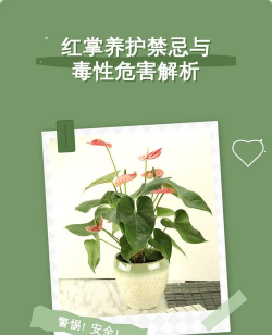 怎么养花，新手入门，轻松上手