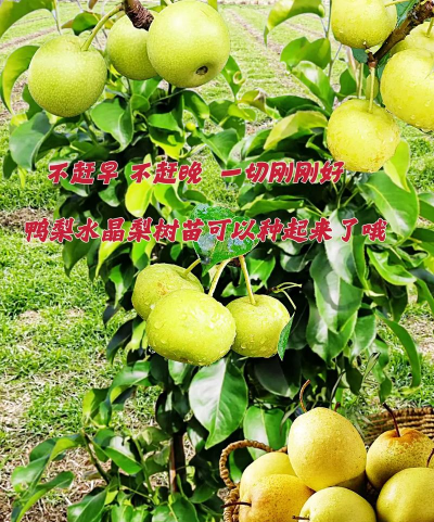 怎么养花，新手入门，轻松上手