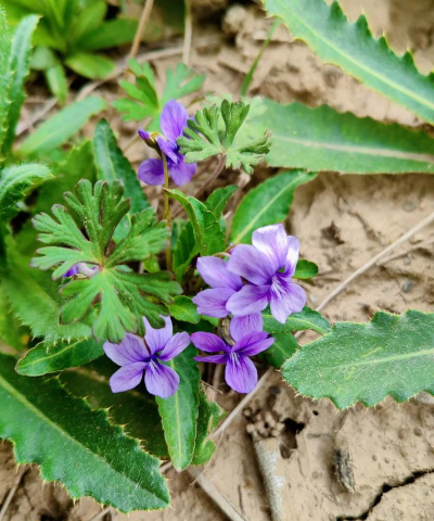 怎么养花，新手入门，轻松上手