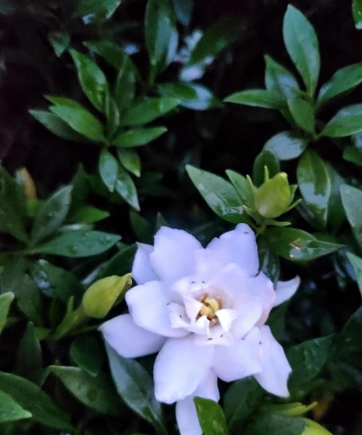 养花的英文，正确表达与实用场景，轻松掌握园艺词汇