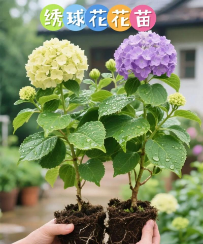 养花的英文，正确表达与实用场景，轻松掌握园艺词汇