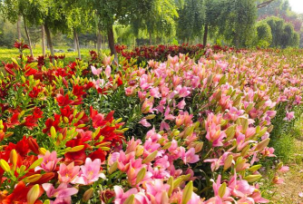 怎么养花，新手入门，轻松上手