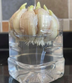 小众送妈妈的花有哪些花