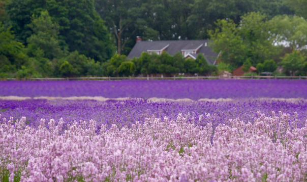 小众送妈妈的花有哪些花
