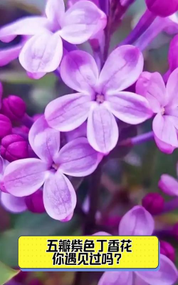 小众送妈妈的花有哪些花