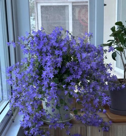 小众送妈妈的花有哪些花