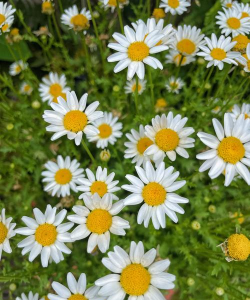 小众送妈妈的花有哪些花