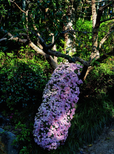 小众送妈妈的花有哪些花