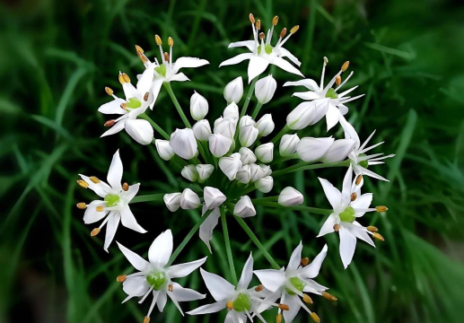 小众送妈妈的花有哪些花