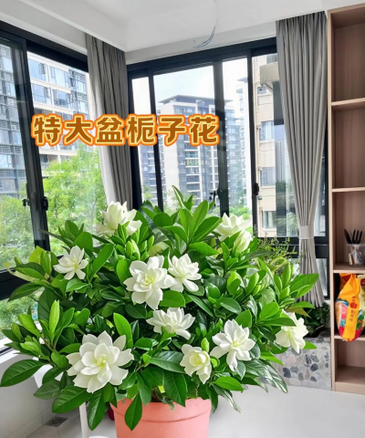 养花记录，分享日常养护，留下成长印记