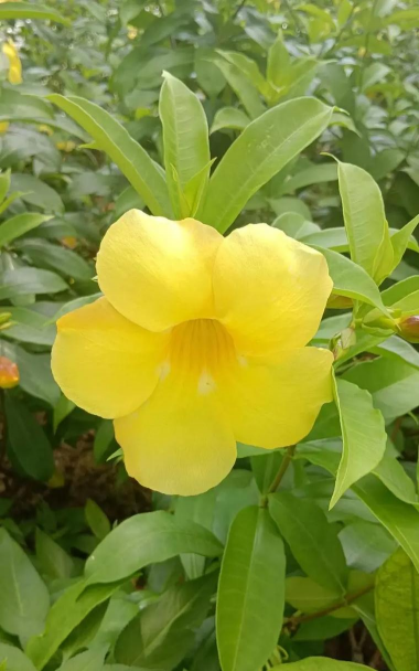 小众送妈妈的花有哪些花