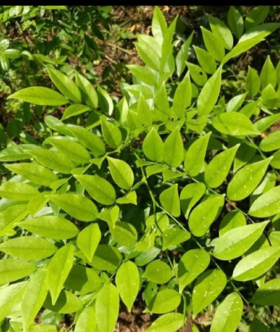 小众送妈妈的花有哪些花