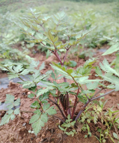 小众送妈妈的花有哪些花