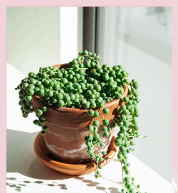 小众送妈妈的花有哪些花