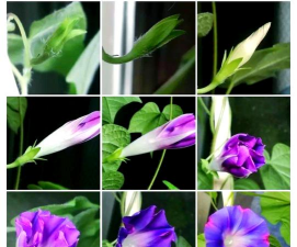 小众送妈妈的花有哪些花