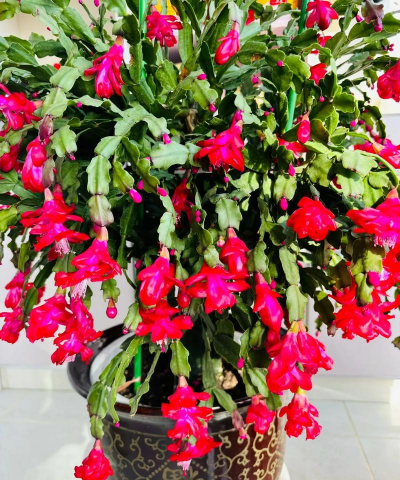 小众送妈妈的花有哪些花