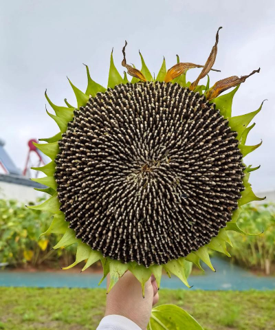 小众送妈妈的花有哪些花