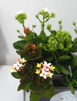 小众送妈妈的花有哪些花