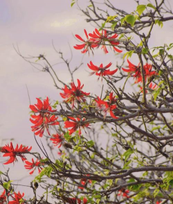 小众送妈妈的花有哪些花