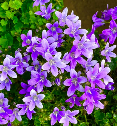 小众送妈妈的花有哪些花