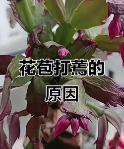 小众送妈妈的花有哪些花