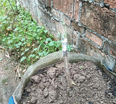 小众送妈妈的花有哪些花