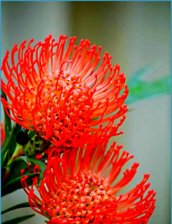 小众送妈妈的花有哪些花